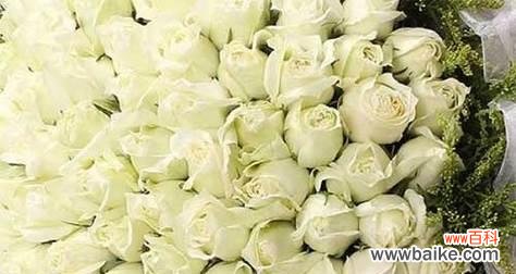 寓意纯洁无暇, 白玫瑰的花语与寓意