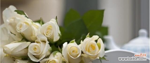 寓意纯洁无暇, 白玫瑰的花语与寓意