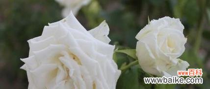 用白玫瑰传达心意,探寻其深意 白玫瑰的花语和象征