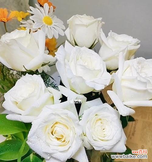 用白玫瑰传达心意,探寻其深意 白玫瑰的花语和象征