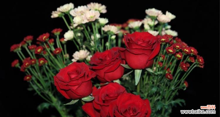 探秘白玫瑰的情感表达与象征意义 白玫瑰花语的美丽与含义