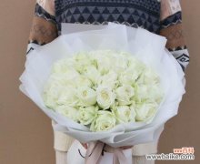 探寻白玫瑰的含义及传承 白玫瑰