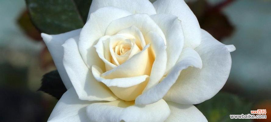 纯洁、无瑕、爱情的诺言 白玫瑰的花语与寓意