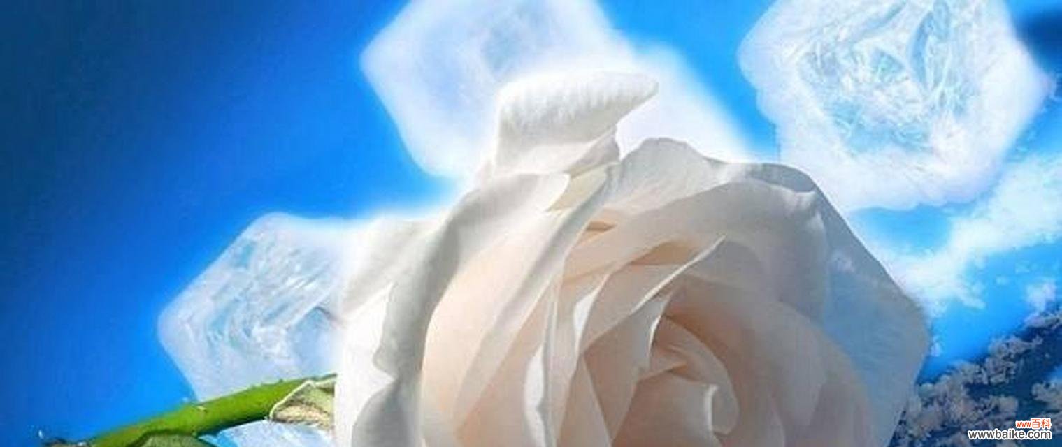 探索白玫瑰的美丽寓意 白玫瑰花语