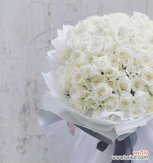 探索白玫瑰的美丽寓意 白玫瑰花语