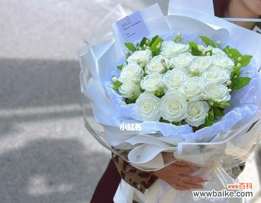 美丽的白玫瑰背后的秘密 白玫瑰的数量与其隐含的含义