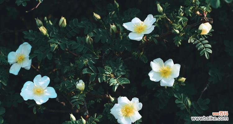 唯美的白色花朵,纯洁与爱的象征 白蔷薇花的含义与象征
