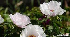 探寻白牡丹的美丽和深远意义 白牡丹花语的意义与传承
