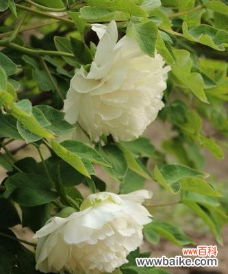 探寻白牡丹的美丽和深远意义 白牡丹花语的意义与传承