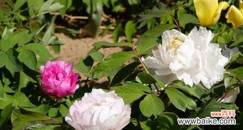 探寻白牡丹的美丽和深远意义 白牡丹花语的意义与传承