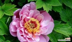 探寻白牡丹与绿牡丹背后的情感与寓意 白牡丹花语与绿牡丹花语的深层含义