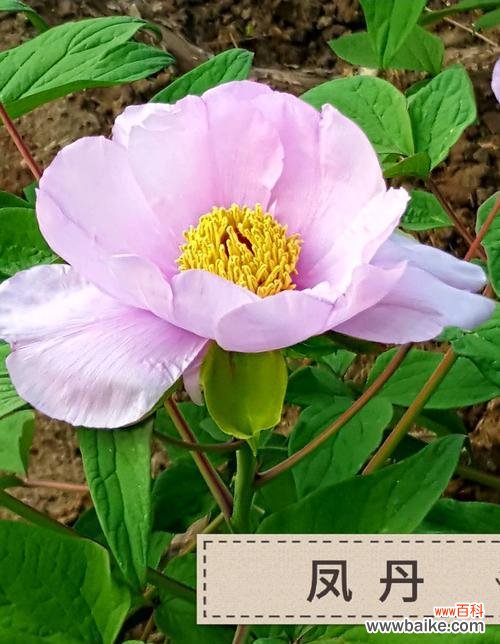 探寻白牡丹与绿牡丹背后的情感与寓意 白牡丹花语与绿牡丹花语的深层含义