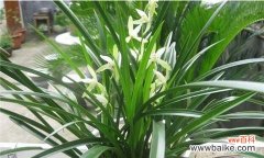 探寻兰花背后的深意与护理技巧 《以兰花为寓意象征的养殖之道》