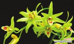 探寻兰花的深层内涵 兰花的花语和寓意