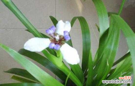 探究兰花花语的含义与传承 兰花花语的深意