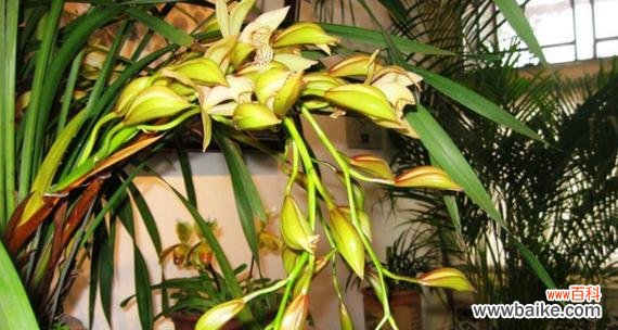 探寻兰花的象征意义及传承价值 兰花花语的深意