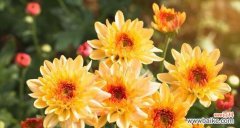 探寻蓝桉花的花语 以蓝桉的花语——传递希望与坚韧的力量