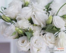 传递温暖与祝福的优雅之选 以蓝桉的花语和适合送人之探索