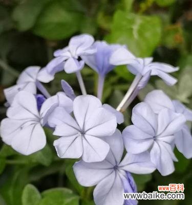 带你走进蓝花丹的花海 蓝花丹的花语