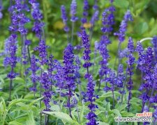 蓝花鼠尾草的花语与人们的情感共鸣 以蓝花鼠尾草花语揭示的心灵之美