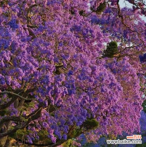 探寻蓝花楹花的神秘与意义 蓝花楹花语之美丽与希望