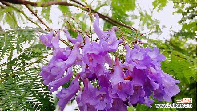 探寻蓝花楹的花语之谜 蓝花楹花语与寓意