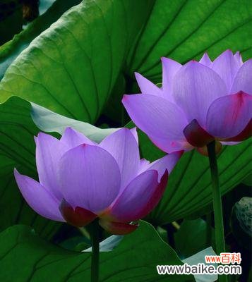 从植物到心灵 蓝莲花的象征意义及其深远影响