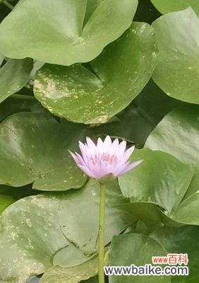 解读蓝莲花花语的深刻寓意 探寻蓝莲花的花语之美