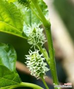 桑葚果的寓意和花语有何特别之处？代表了什么？