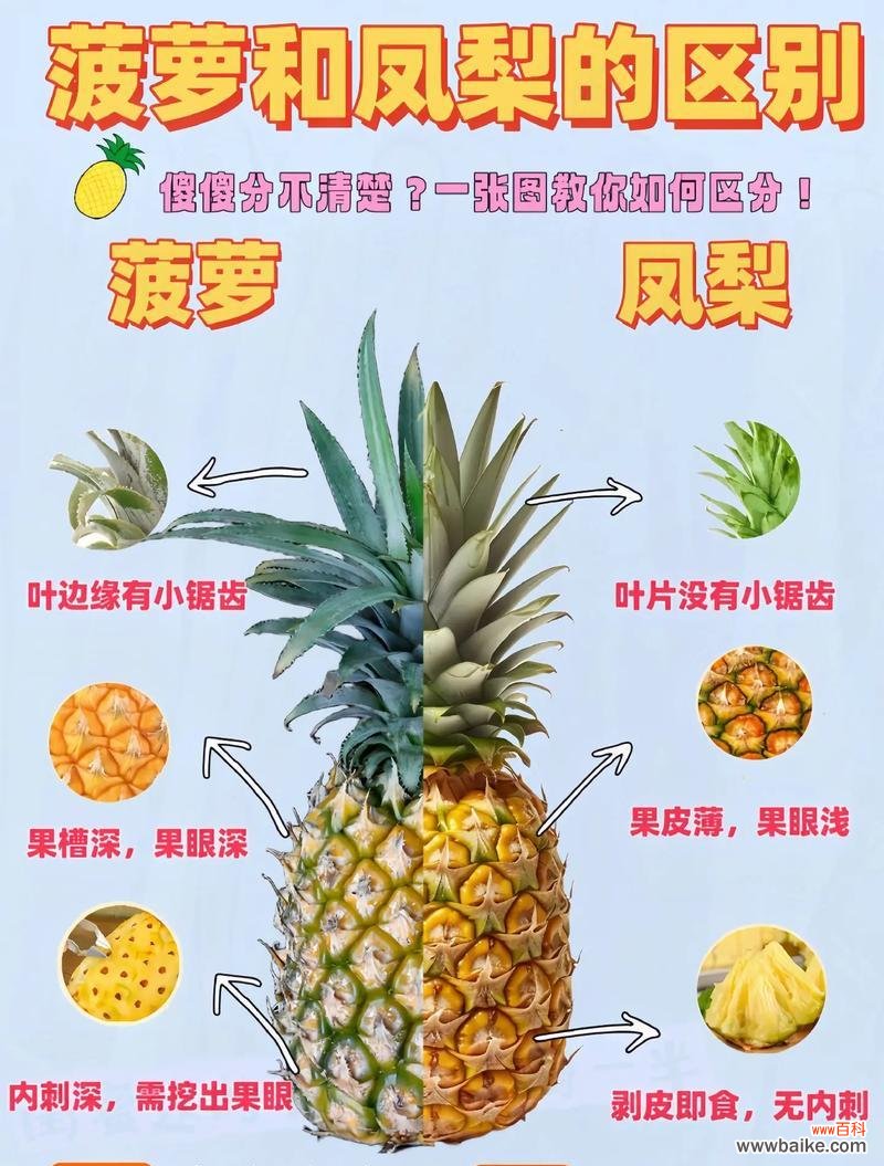 菠萝花束的花语是什么?它代表了什么样的情感或信息?