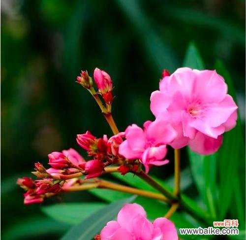 温柔充满希望的花语代表什么？这种花语有何特别之处？