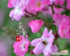 花语满园表达了什么？它有何深层含义？