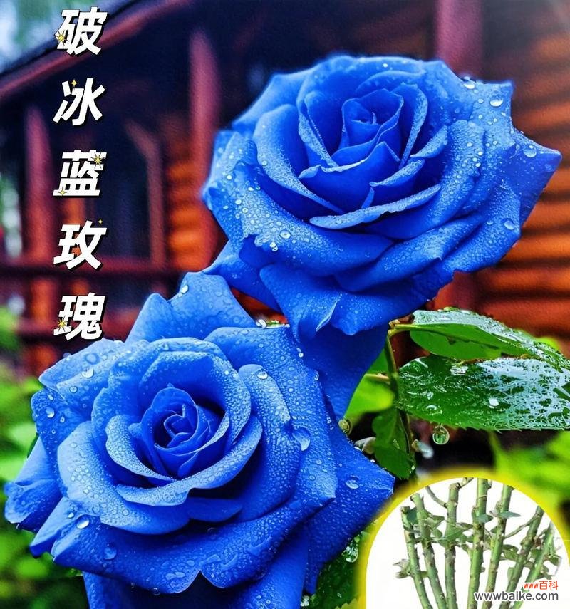 蓝玫瑰花包多少朵花束寓意好?蓝玫瑰花束的含义是什么?