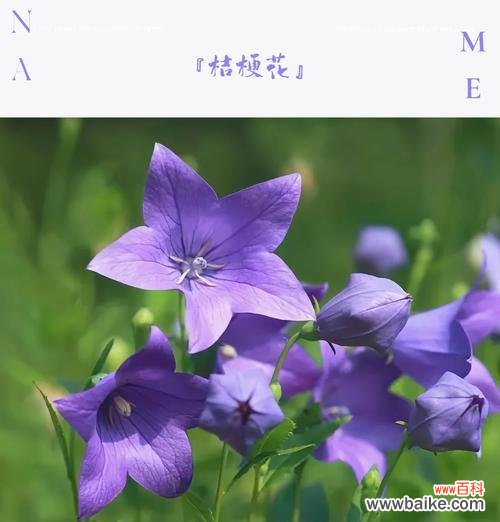保持初衷的花语代表什么?