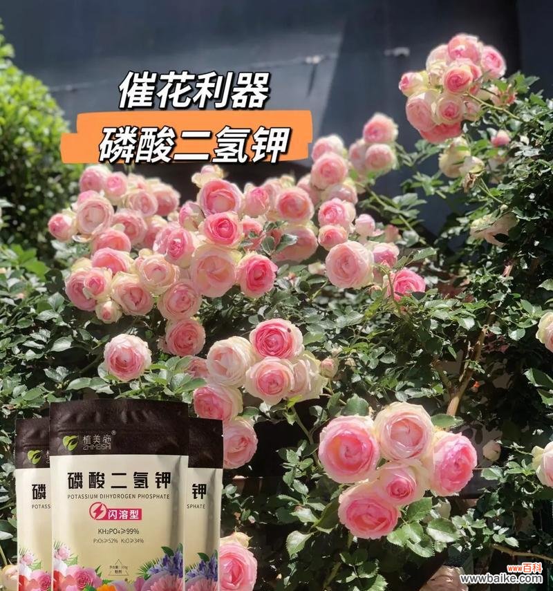 保持初衷的花语代表什么?