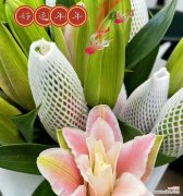 33支百合代表了什么？它的花语有何特别之处？