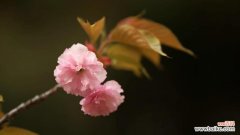 转身即逝的爱花语有何深意？