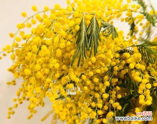 转身即逝的爱花语有何深意？