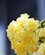 黄色辉煌花的花语代表了什么？