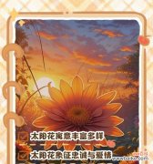 花与花搭配的花语有何深意？如何搭配出最佳效果？