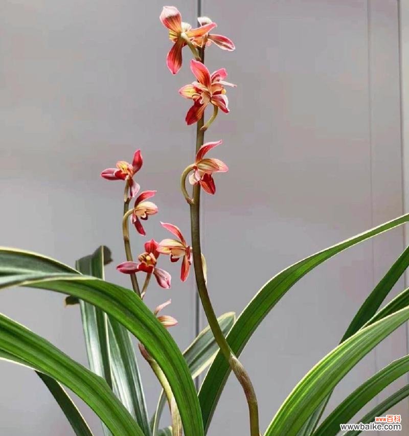 醉美的兰花花语是什么?兰花的花语有哪些美丽的含义?