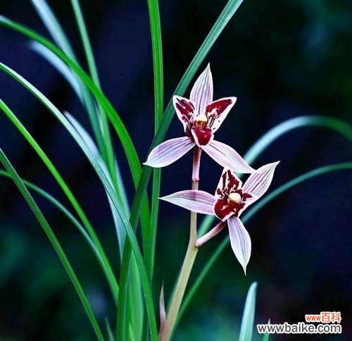 醉美的兰花花语是什么?兰花的花语有哪些美丽的含义?