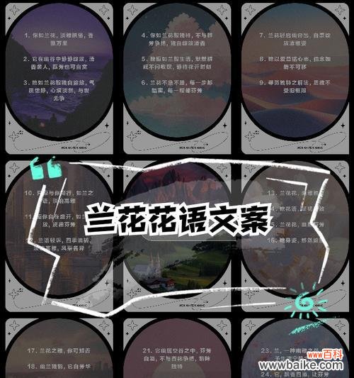 醉美的兰花花语是什么?兰花的花语有哪些美丽的含义?