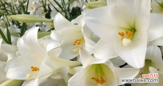 白色百合花语代表的意义与传承 白色百合的美丽寓意