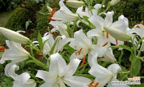 探寻白色百合的花语之谜 白色百合花语与纯洁美丽