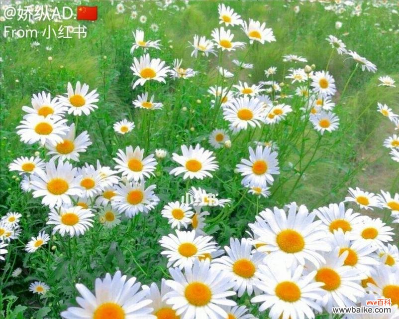 雏菊花语的美丽寓意与不同文化的解读 白色雏菊花语