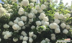 解读白琼花的传达信息及象征意义 白琼花的花语和意义