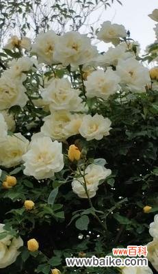 纯洁与无瑕的化身 白蔷薇的象征意义