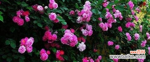 探索白蔷薇的浪漫与神秘 白蔷薇花语的含义与传承