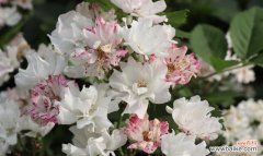 探索白蔷薇的浪漫与神秘 白蔷薇花语的含义与传承